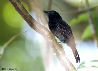 Black-headed Antshrike