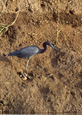 Little Blue Heron