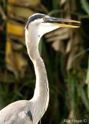 Great Blue Heron Portrait