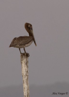 Brown Pelican juvenile
