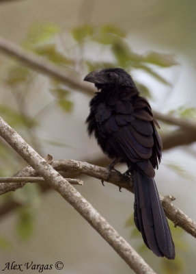 Groove-billed Ani