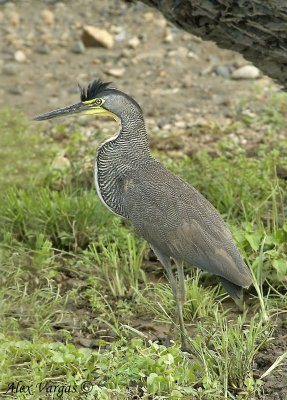 Bare-throated Tiger-Heron