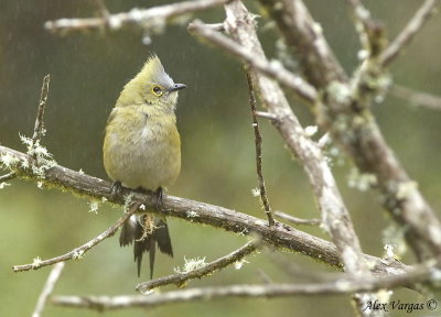 Long-tailed Silky-Flycatcher female