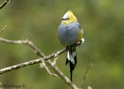 Long-tailed Silky-Flycatcher male -front view-