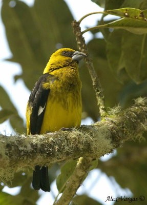 Black-thighed Grosbeak