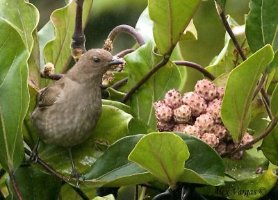 Mountain Robin