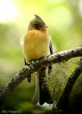 Tufted Flycatcher -digiscoped-