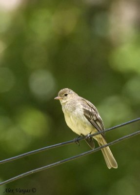 Mountain Elaenia