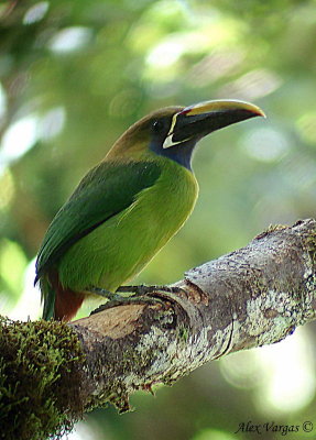 Emerald Toucanet -digiscoped-