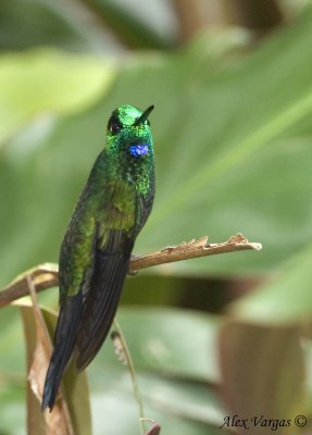 Green-crowned Brilliant male in display