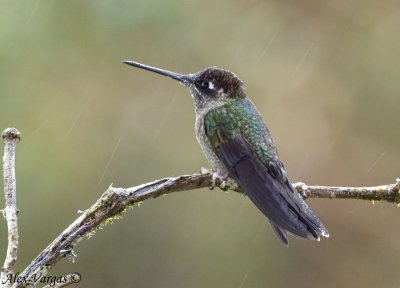 Magnifiscent Hummingbird female