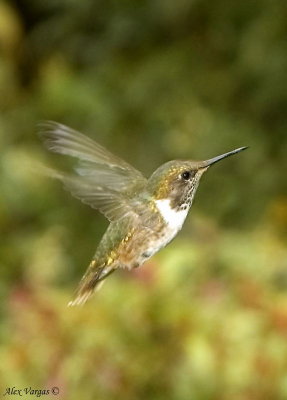 Scintillant Hummingbird flight