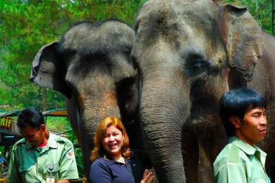 Taman Safari, Asian Elephants, Bogor 2006