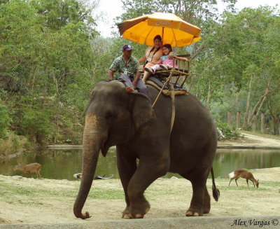 Elephant Trekking 2008