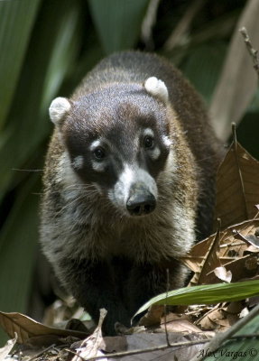 Coatimundi