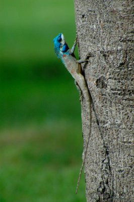 Blue-hooded Lizard