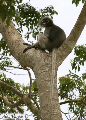 Silver-flanked Leaf-Monkey