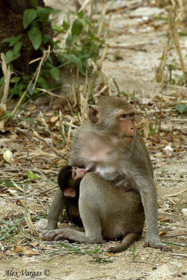 Long-tailed Macaque + baby