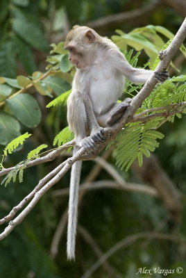 Long-tailed Macaque - profile