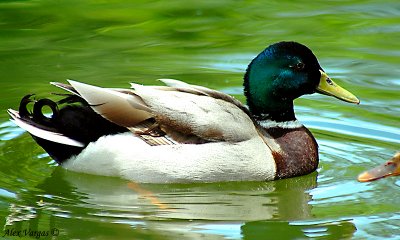 Mallar Ducks - male