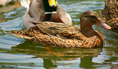 Mallar Ducks - female