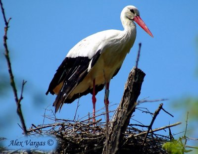 White Stork