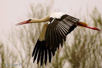 White Stork flight