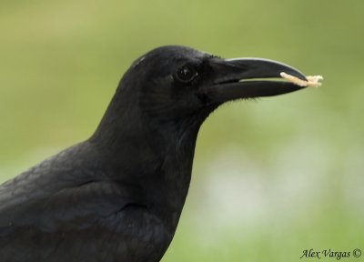 Large-billed Crow portrait -- sp 125
