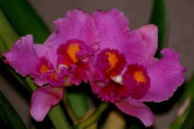 Orchid Sakaerat