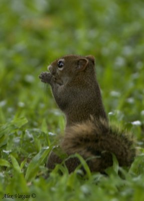 Finlaysons Squirrel