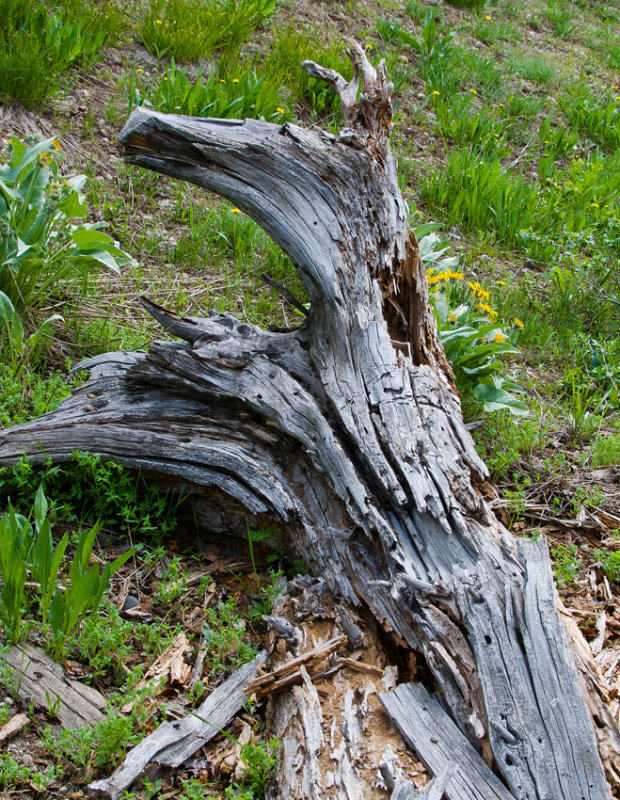 Tree Trunk