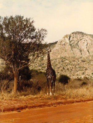 g1/44/826444/3/125676229.80PXtzHd.jpg