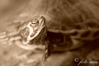 turtles