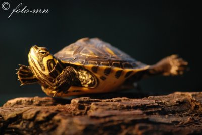 foto-mn 0168.jpg