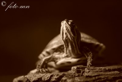 turtles