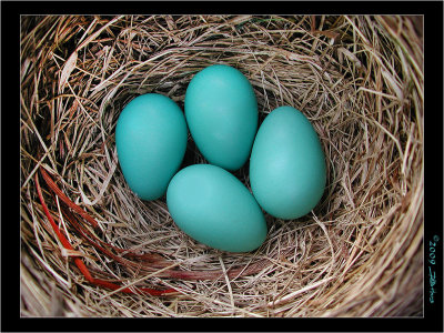 Robin Egg Blue