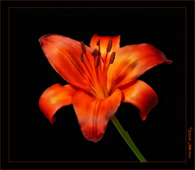 Asiatic Lilium (Fire Lily)