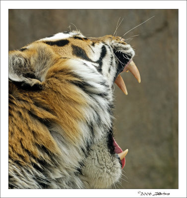 Tiger Teeth