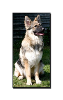 Cleo 11-08-2010.jpg