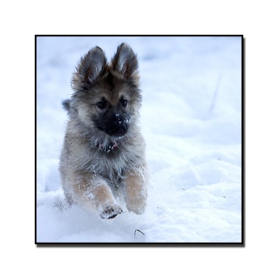 Cleo Snow 11 weeks.jpg