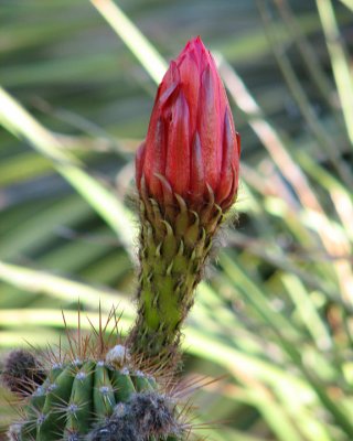 Cereus