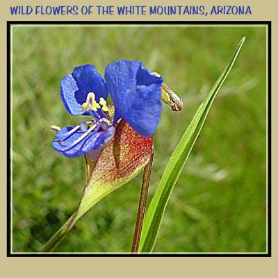 Wild Iris Wht. Mtns Arizona