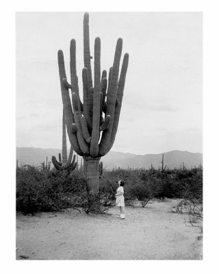 Giant Saguaro sept 1940