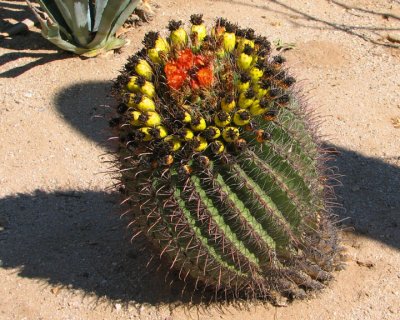 Barrel Cactus with Blooms and Fruit