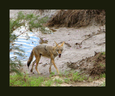 Wilie Coyote