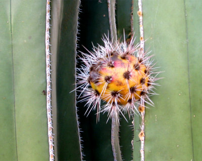 CactusFruit