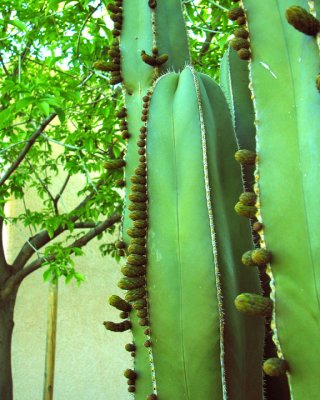 CactusreadttoBloom