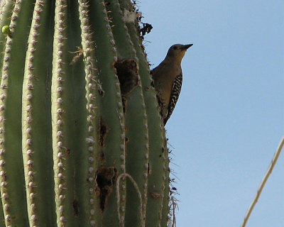 SaguaroWoodpecker.JPG