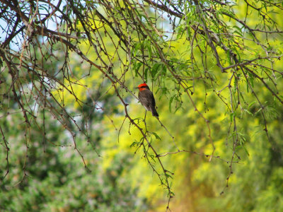 Fly Catcher in a Mesquite Tree,