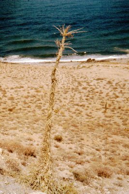 Boojum Tree, Sonora Mexico